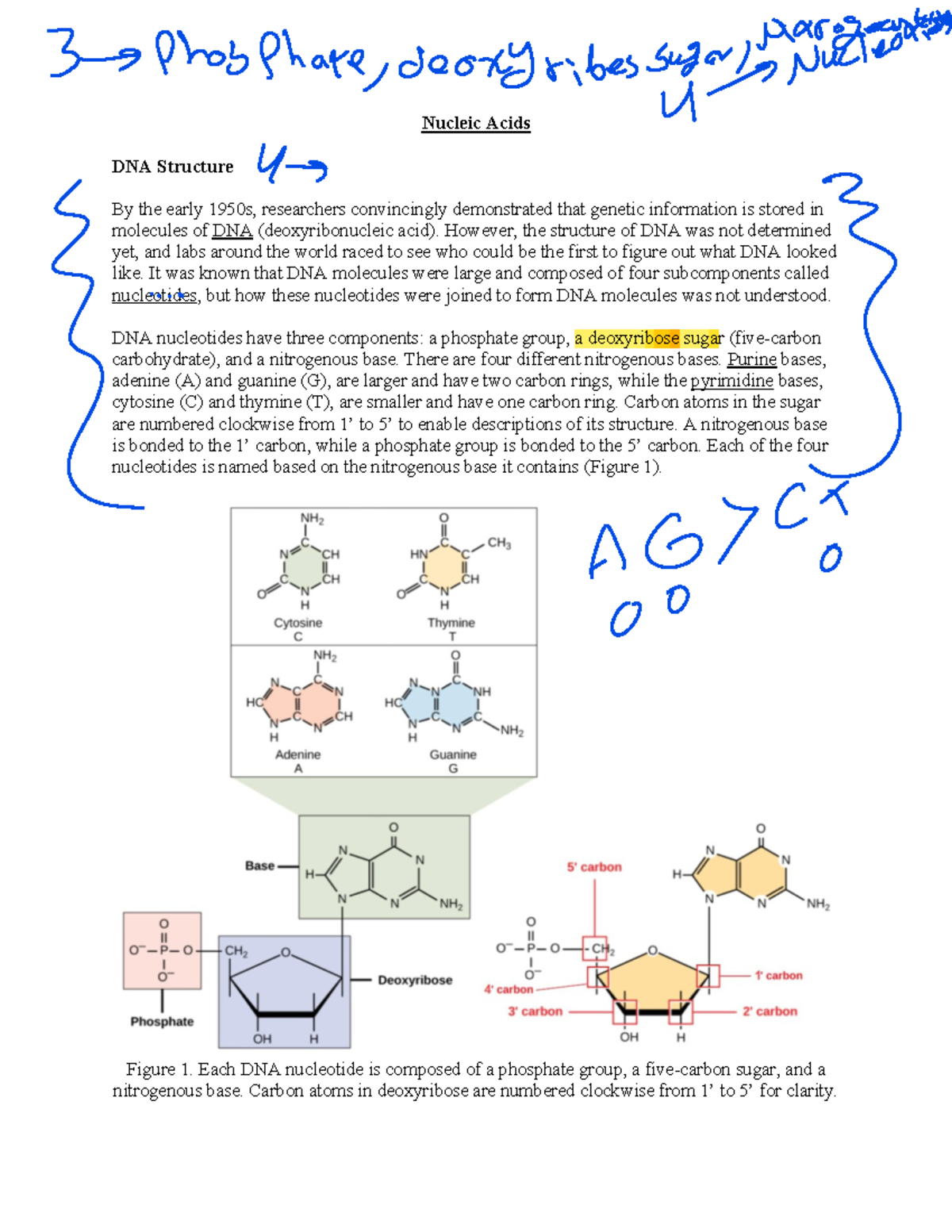 Reading Nucleic Acids Lecture notes 1.1 Nucleic Acids DNA Structure