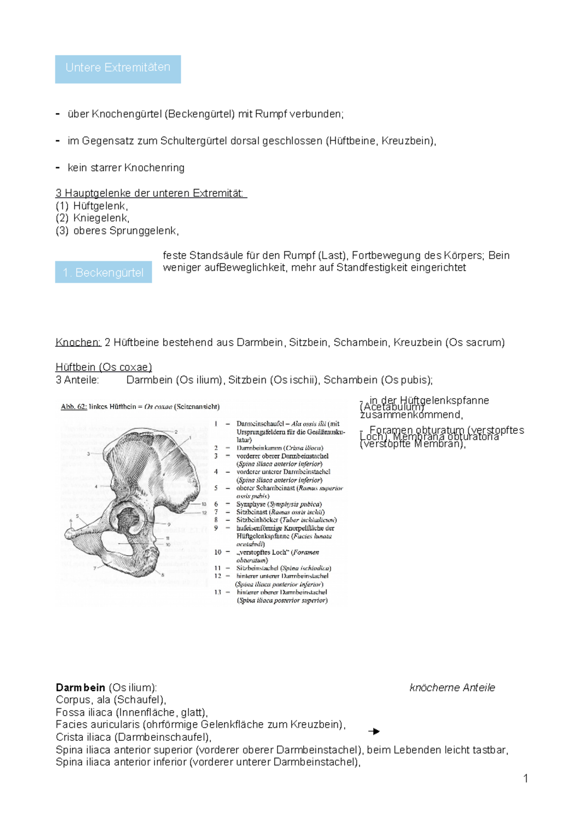 Anatomie Zusammenfassung - über Knochengürtel (Beckengürtel) mit Rumpf ...