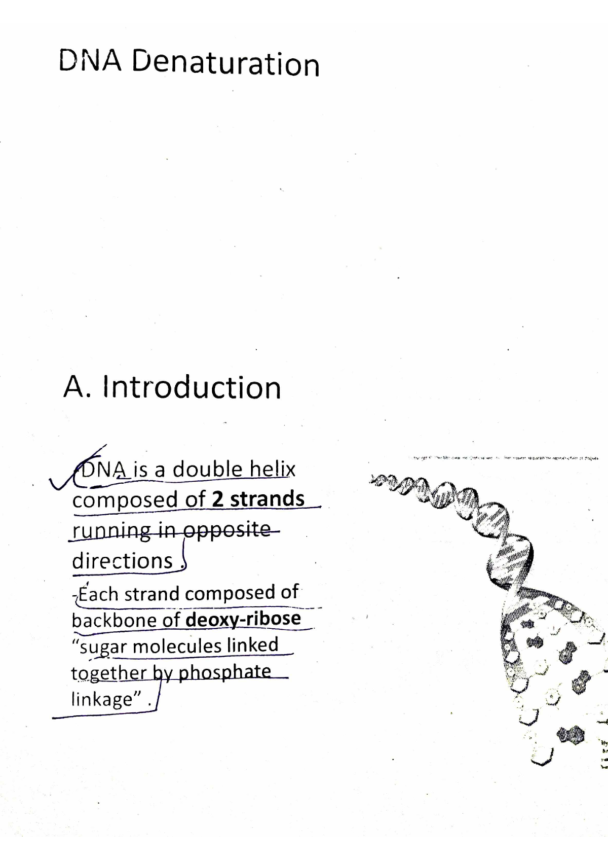 DNA Denaturation - Study notes - Genetics and Biotechnology - Studocu
