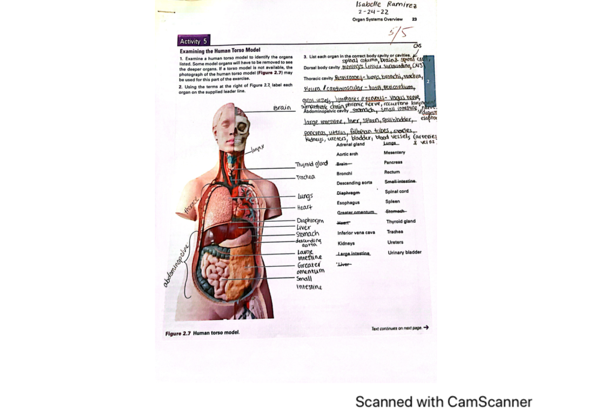Organ systems overview BIO 50A Studocu