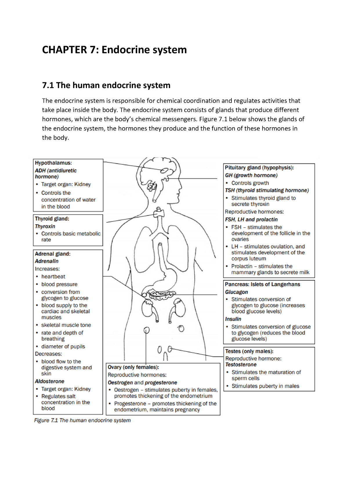 Chapter 7 Endocrine System - CHAPTER 7: Endocrine System 7 The Human Endocrine System The ...