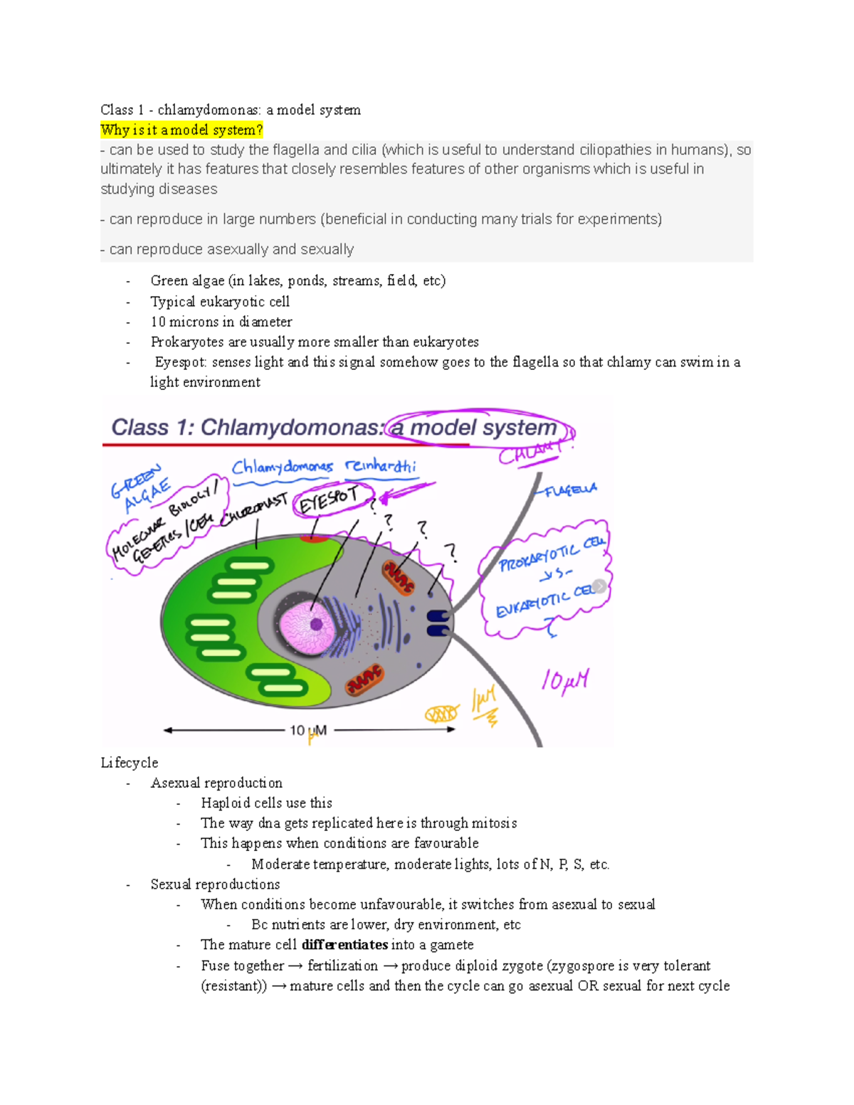 Cycle 1 - chlamy and introduction (first lec) - Class 1 - chlamydomonas ...