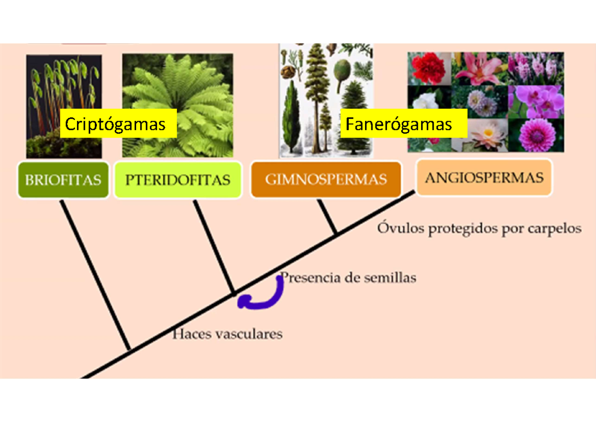 Laboratorio de Botánica n°14 - Sistema de clasificación APG (Grupo para