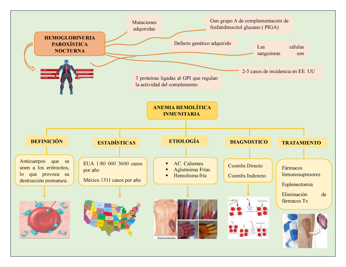 1 Parciasl Mapas Hemoglobinuria ParoxÍstica Nocturna Las Células Sanguíneas Son Gen Grupo A De 