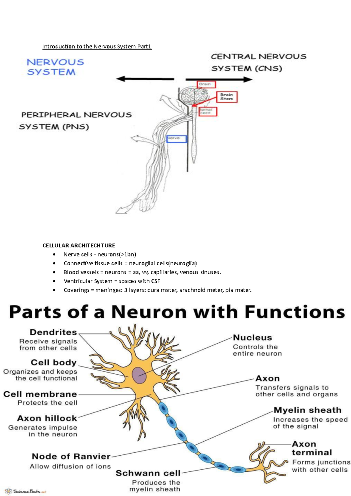 Anatomy nervous system I & II - Introduction to the Nervous System Part ...