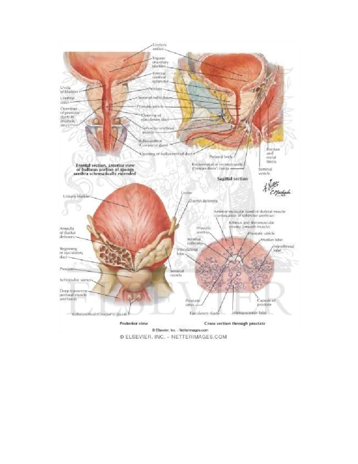 Imagenes complementarias - Ureteric orifice Trigone of urinary bladde ...