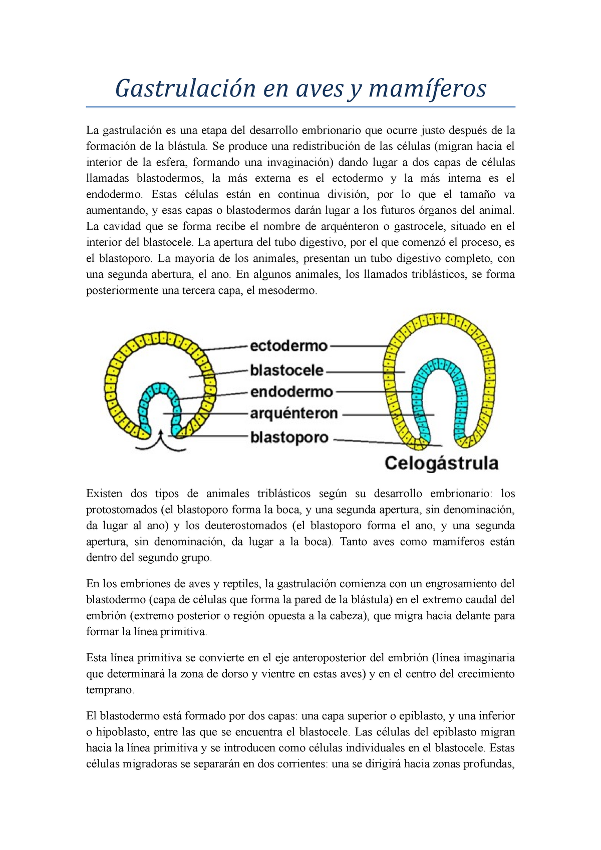 gastrulación de aves