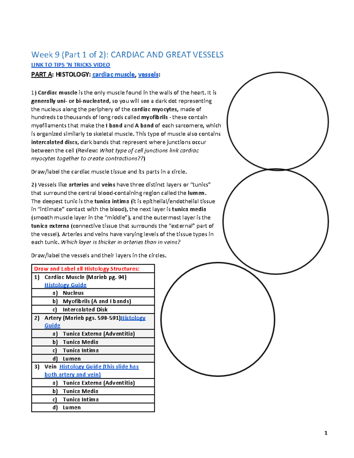 Anatomy Lab Midterm 2 7IIX Ê
