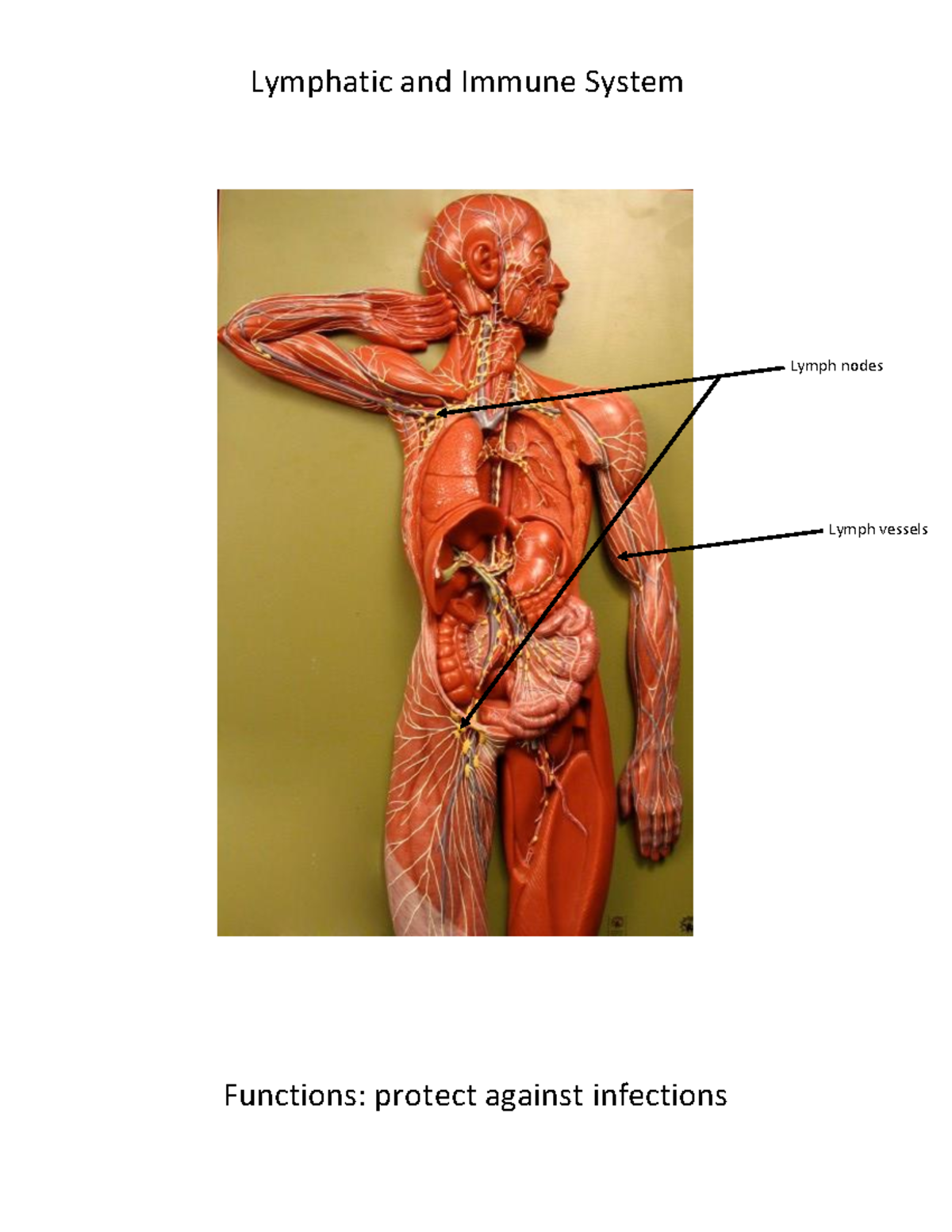 Organ Systems labeled - Lymphatic and Immune System Functions: protect ...