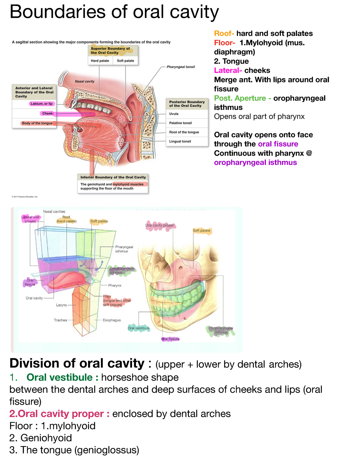 Oral cavity - diaphragm) 2. Tongue Lateral- cheeks Merge ant. With lips ...