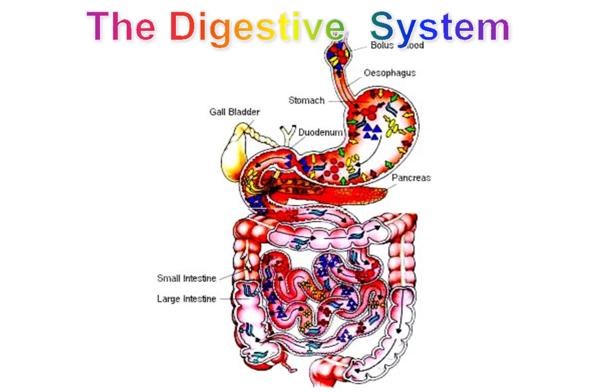 gi-lecture-2-the-digestive-system-1-describe-the-functional-anatomy