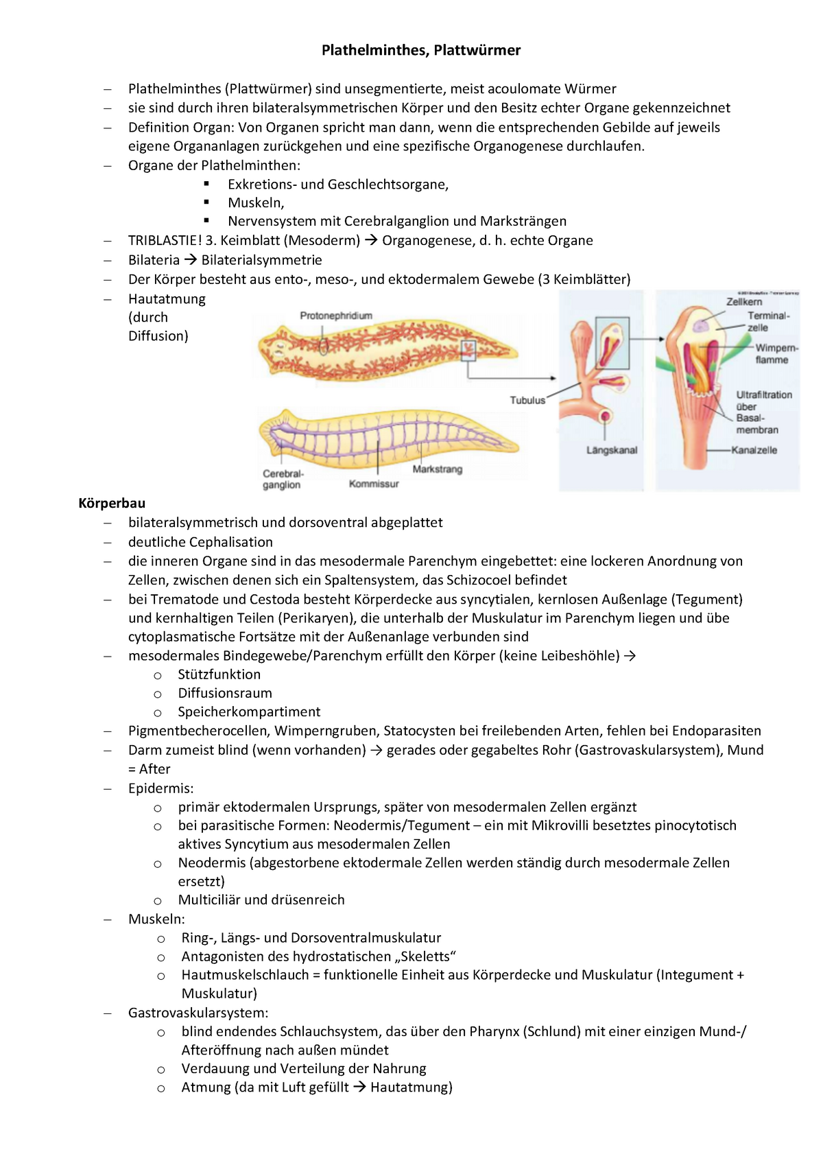 nervensystem plathelminthen