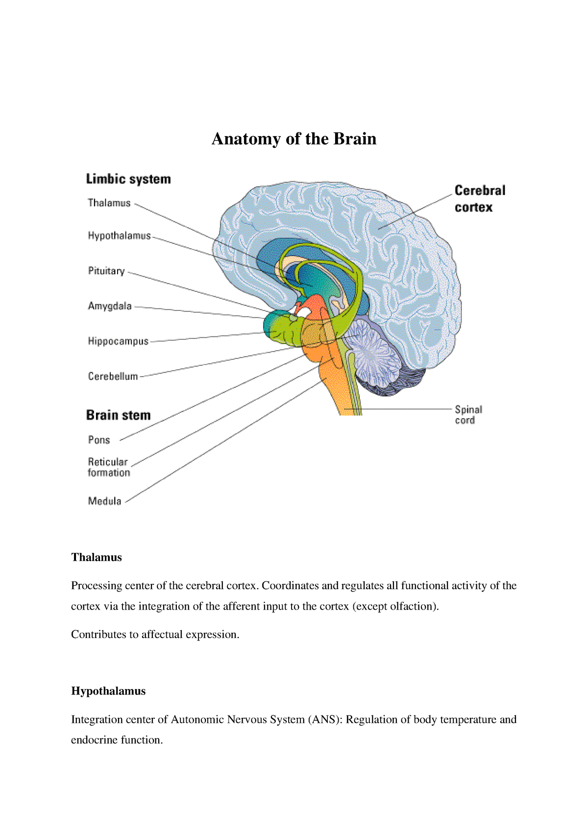 Anatomy of the Brain - Anatomy of the Brain Thalamus Processing center ...