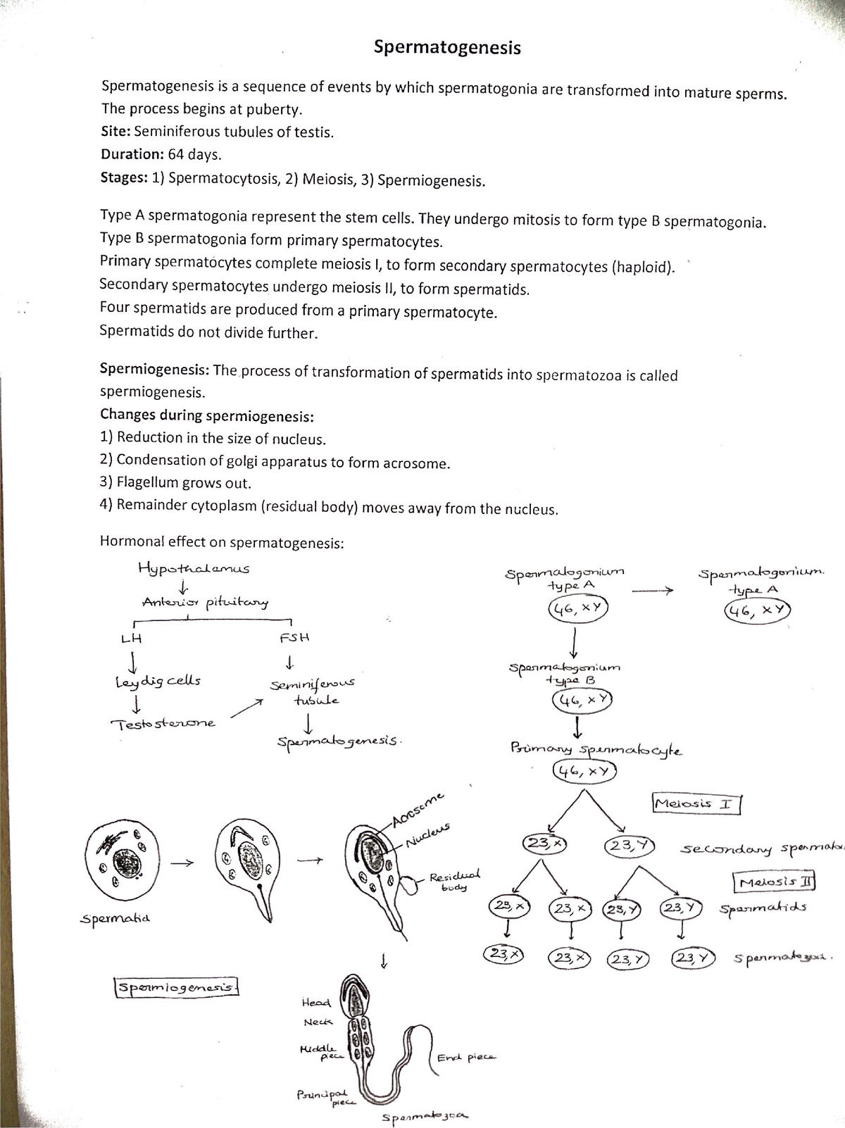 Embryology- 1 - Good notes - Medical course - Studocu