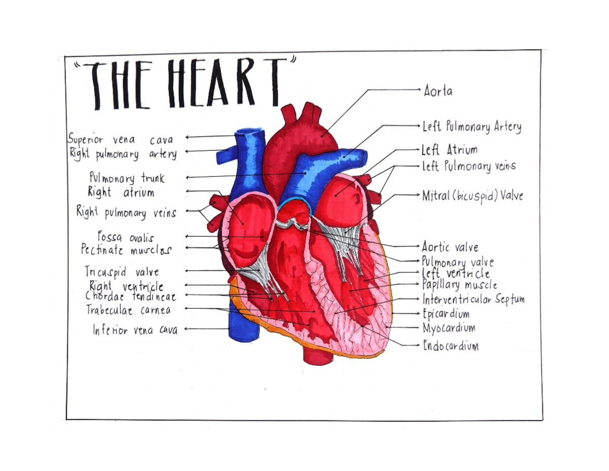 Anatomy OF Brain AND Heart - Bachelor of Secondary Education Major in ...