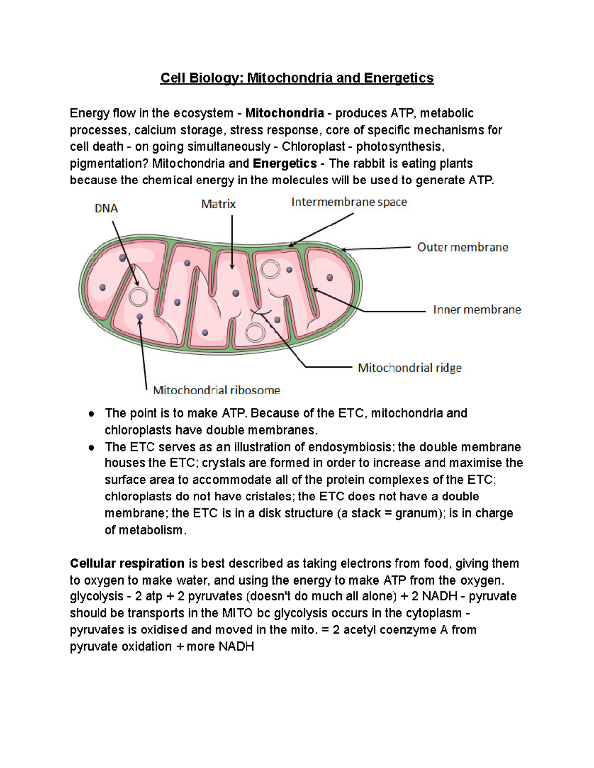 Cell Biology Mitochondria and Energetics - The point is to make ATP ...