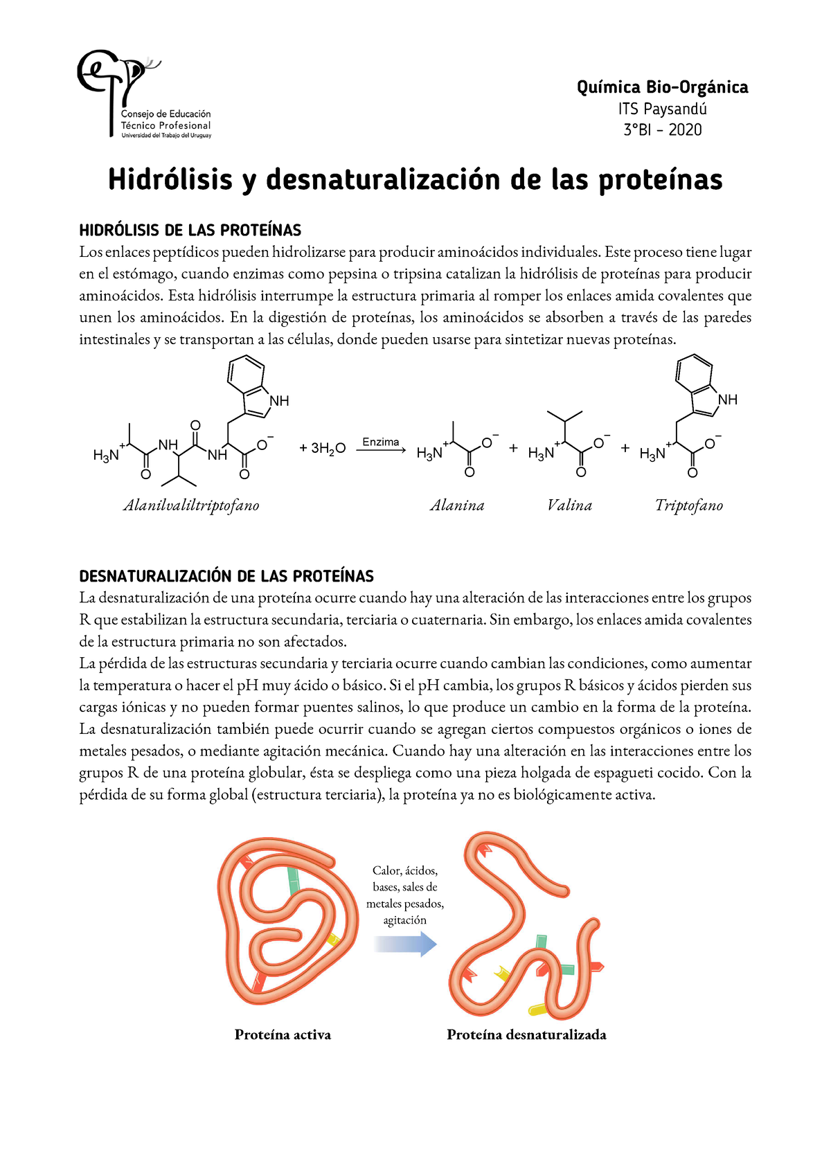 7 Hidrólisis Y Desnaturalización De Las Proteínas Química Bio Orgánica Its Paysandú 3°bi 4026