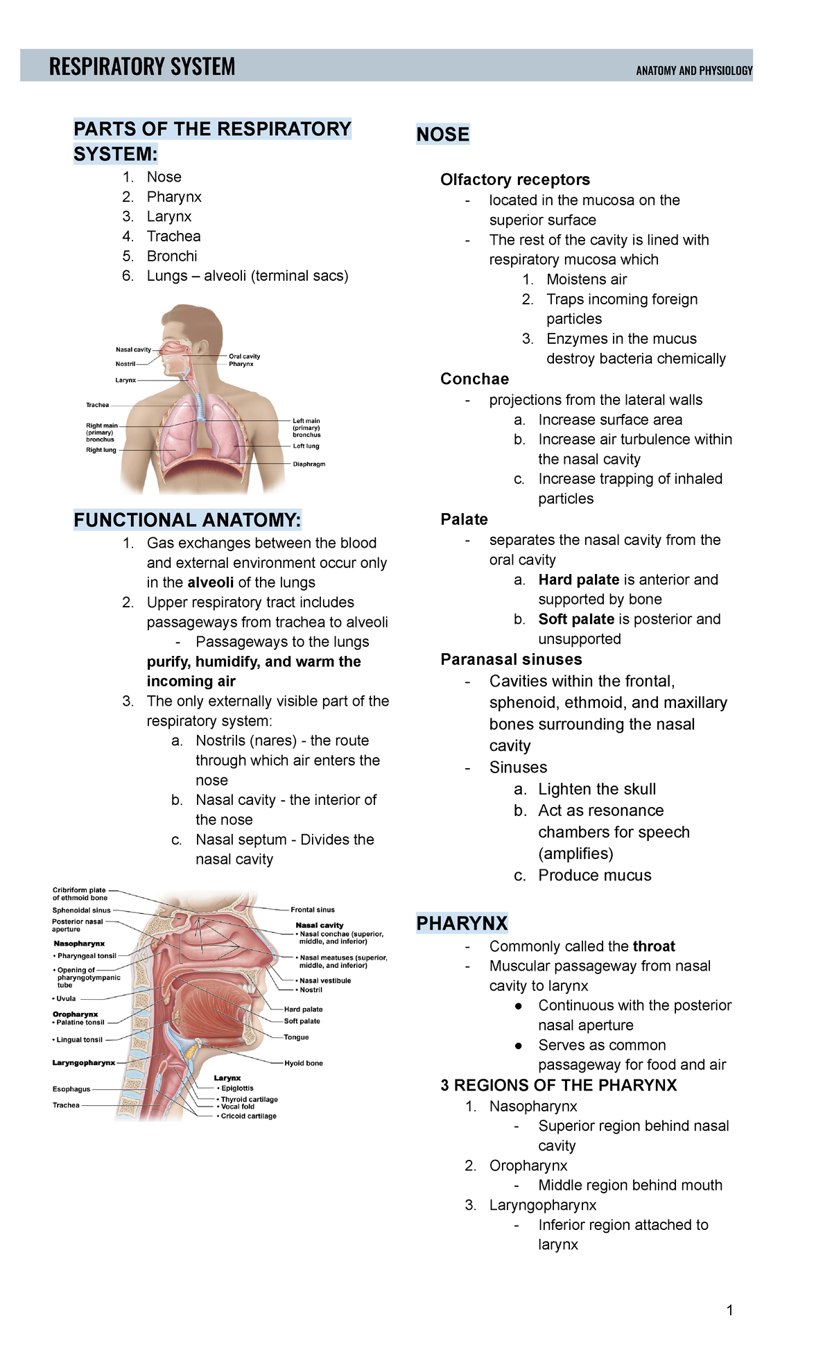 Respiratory System - Lev - PARTS OF THE RESPIRATORY SYSTEM: 1. Nose 2 ...