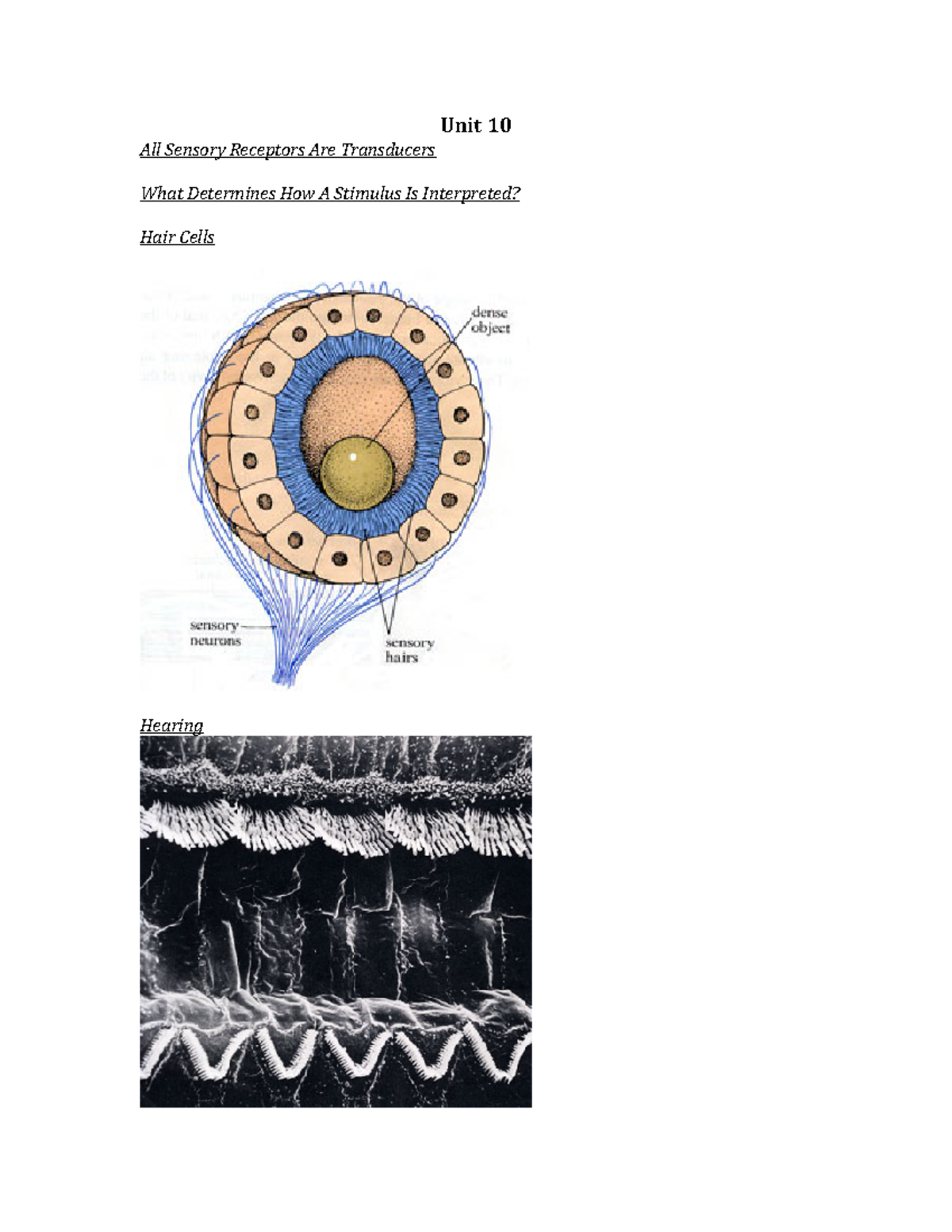 Unit 10 - BIOG 1440 Extra Notes Unit 10 - Unit 10 All Sensory Receptors ...