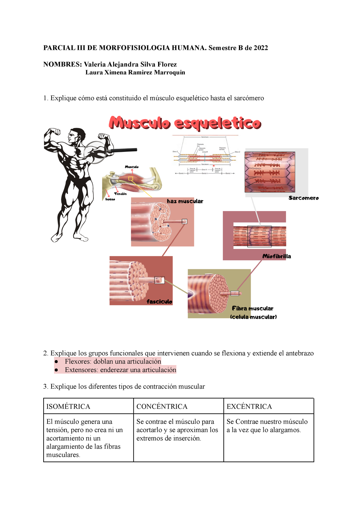 Parcial III DE Morfofisiologia Humana - PARCIAL III DE MORFOFISIOLOGIA ...