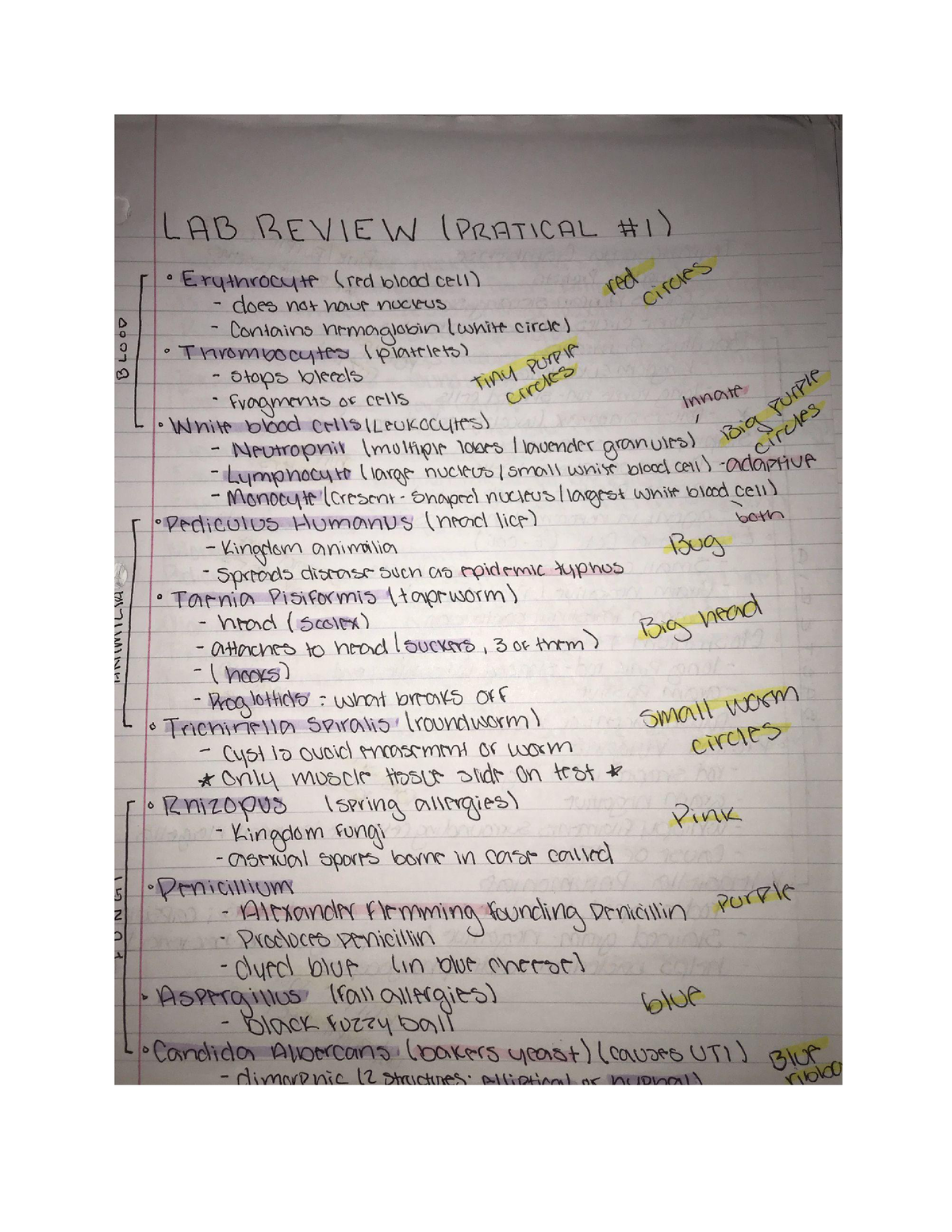 Lab Practical #1 Practice - BIOL 201 - Studocu