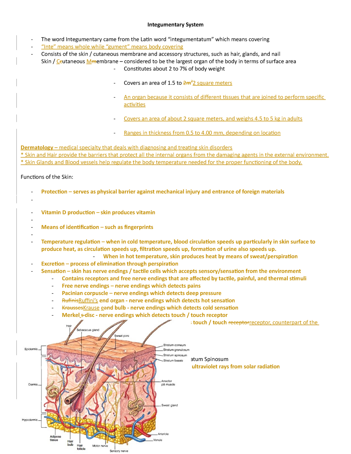 integumentary-system-notes-integumentary-system-the-word