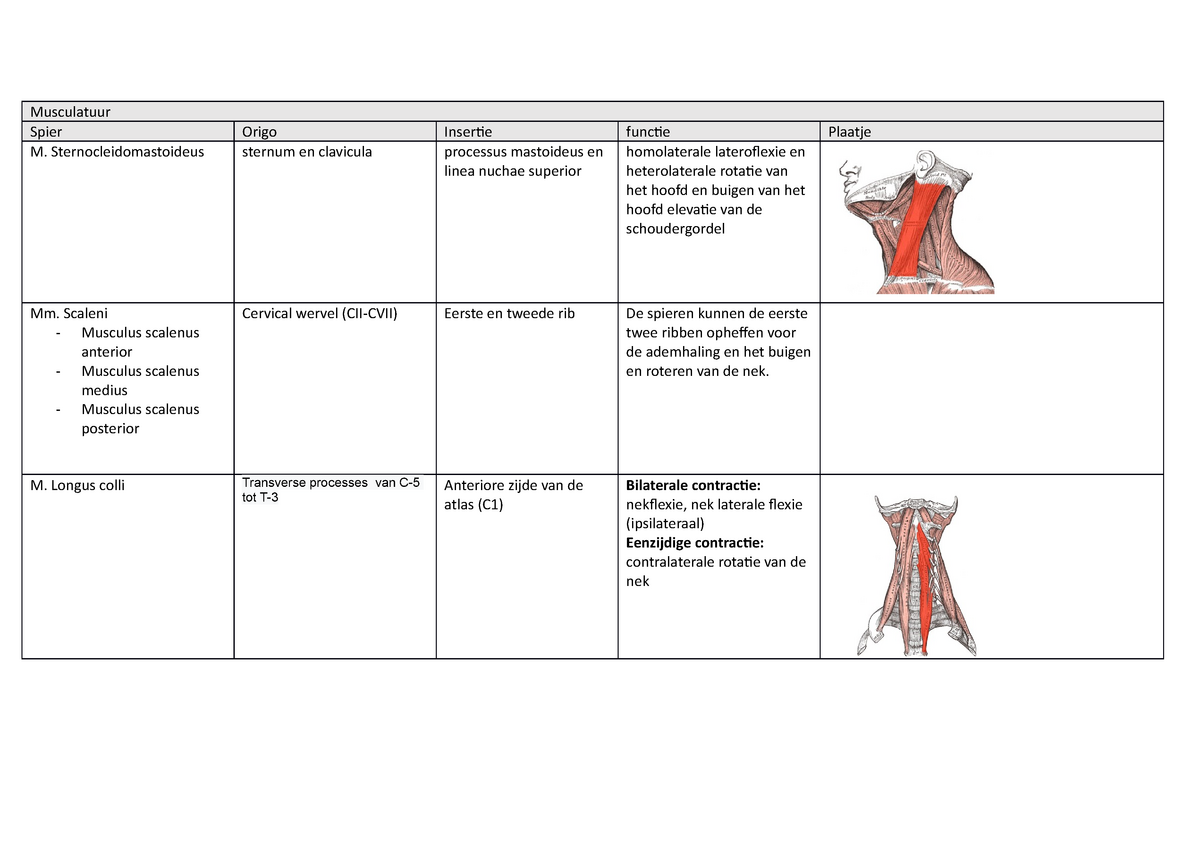 Anatomie Bovenste Kwadrant Musculatuur Spier Origo Insertie Functie Plaatje M Studeersnel