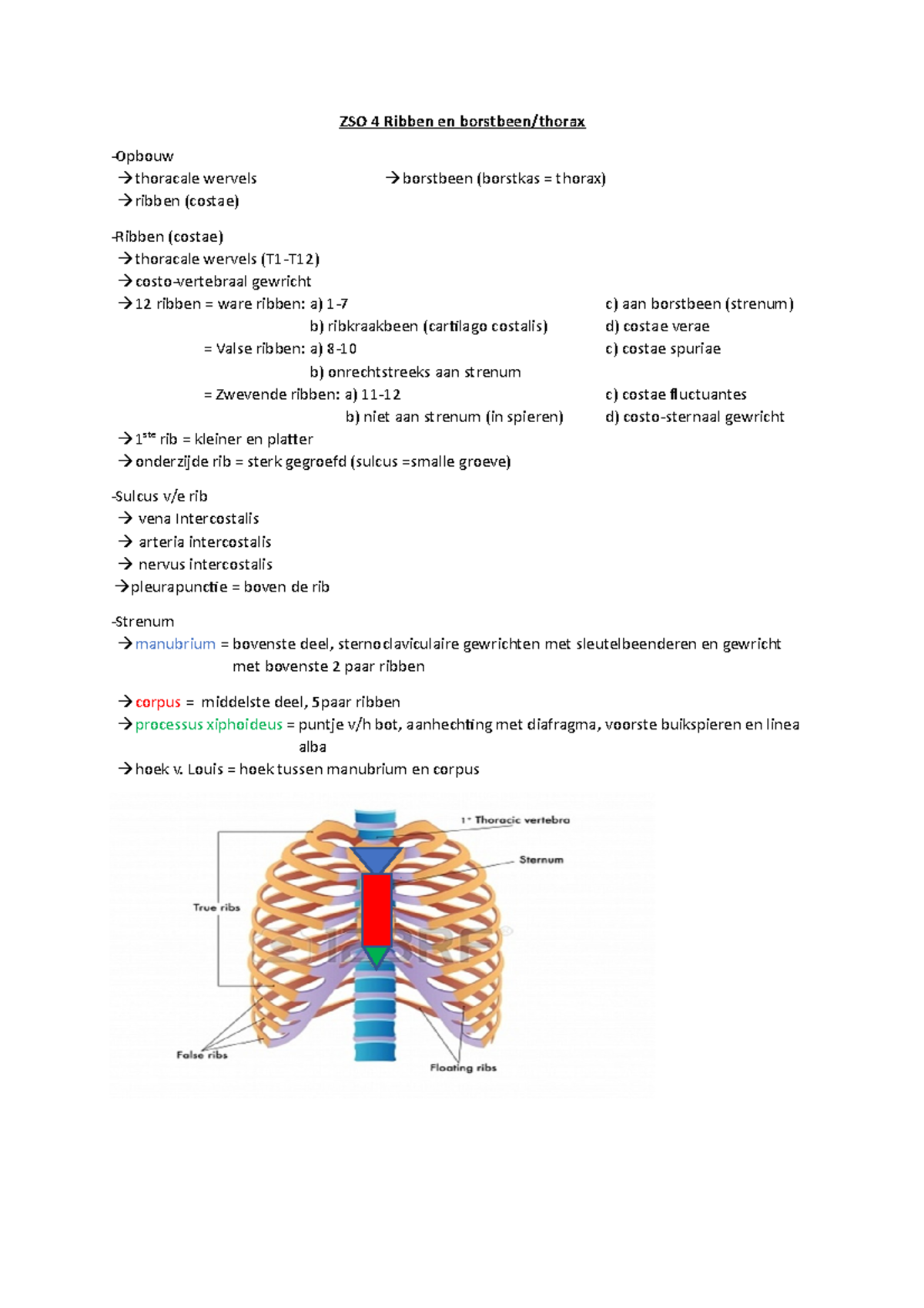 Zelfstudie Oprdracht 4: ribben en borstbeen - ZSO 4 Ribben en borstbeen ...