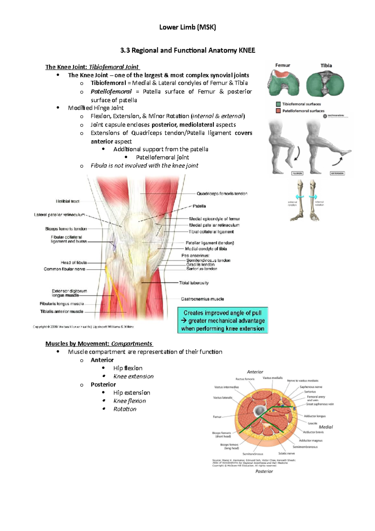 Lower limb - Entire summary of the module including all the lecture ...