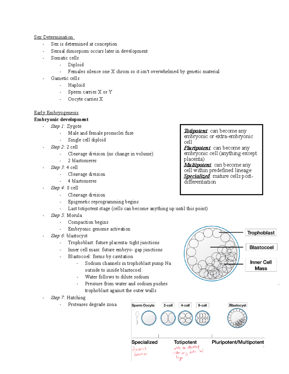 Ansc 3040 Lecture Notes 1 3 Sex Determination Sex Is Determined At Conception Sexual 5515