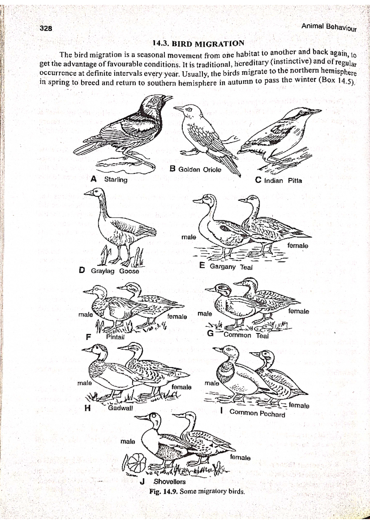 BIRD Migration - MSc. Zoology - Studocu