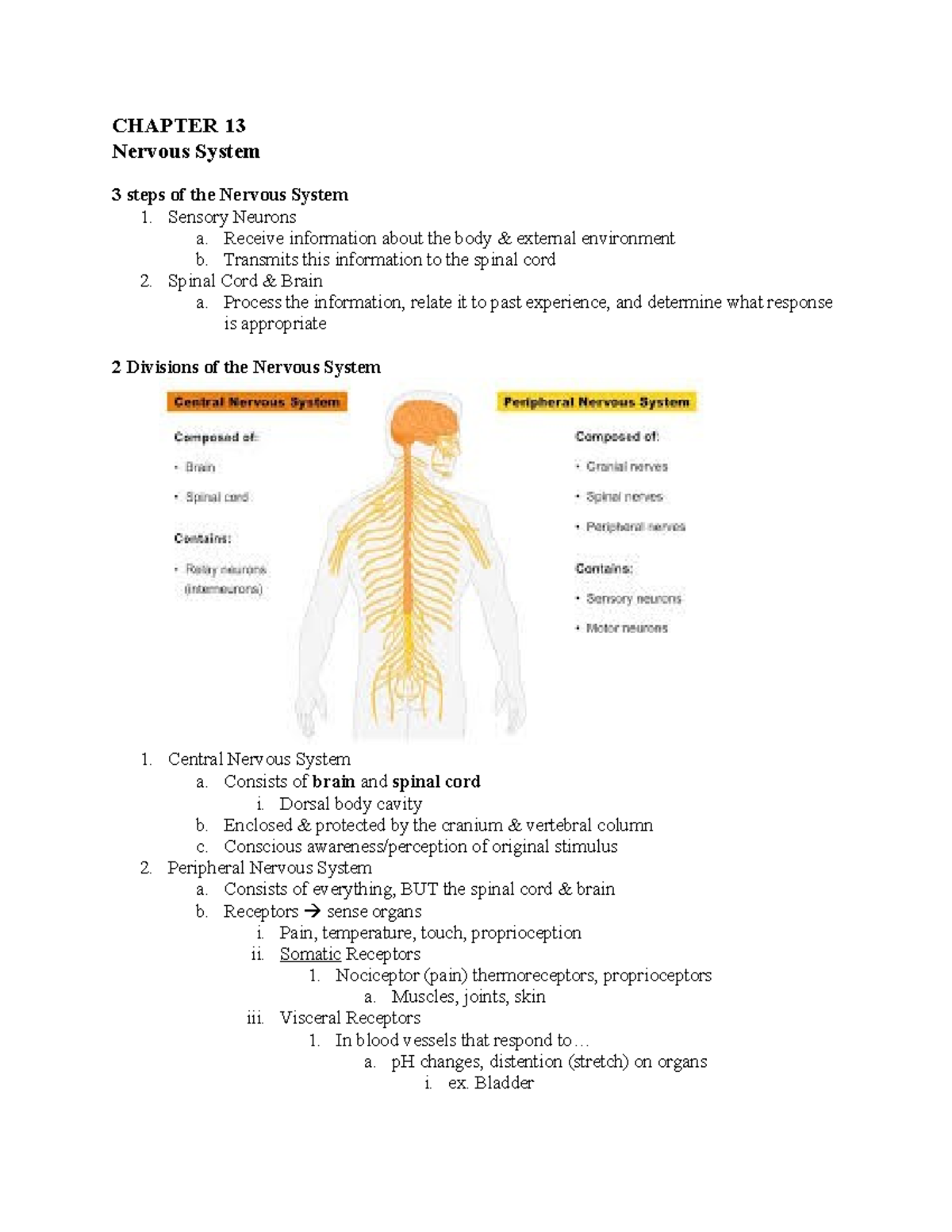 Nervous System And Tissue Ch 13 Chapter 13 Nervous System 3 Steps Of The Nervous System 1 2418