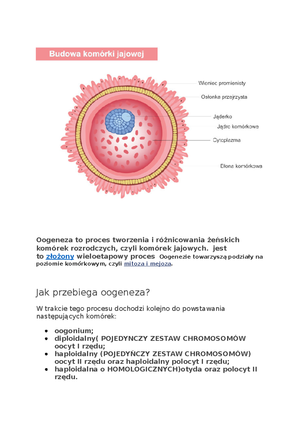 Oogeneza to proces tworzenia i różnicowania żeńskich komórek ...