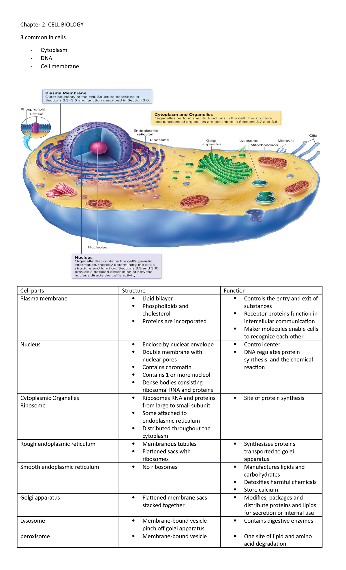 The cells - anatomy notes - Chapter 2: CELL BIOLOGY 3 common in cells ...