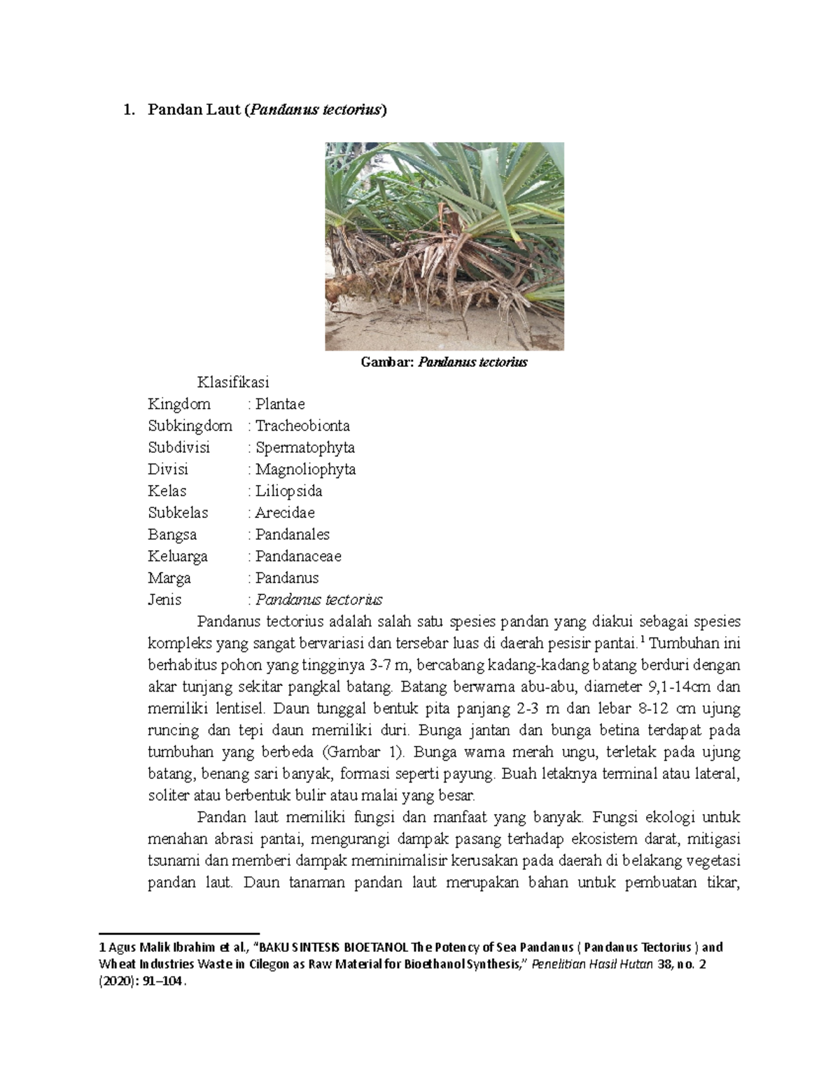 Pandan Laut dan pohon butun Pandan Laut (Pandanus tectorius) Gambar