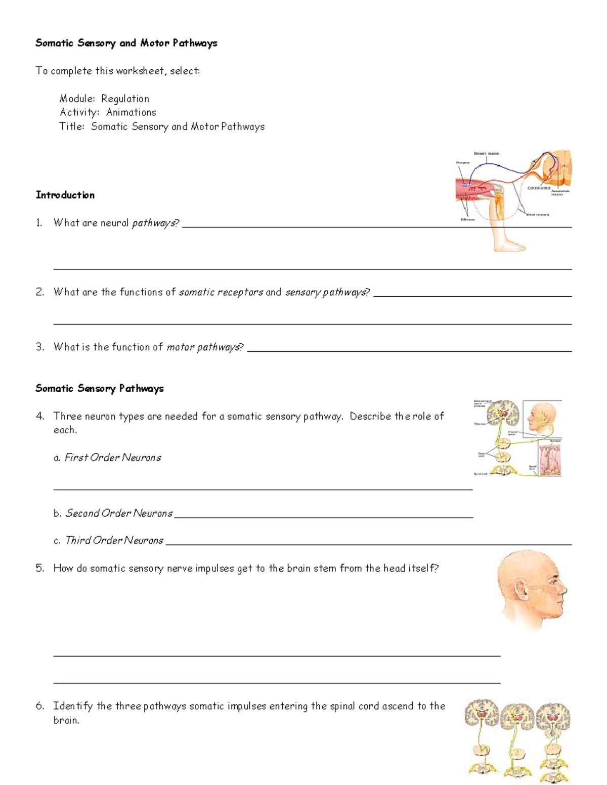 Anim somatic sensory motor pathways worksheet Somatic Sensory and