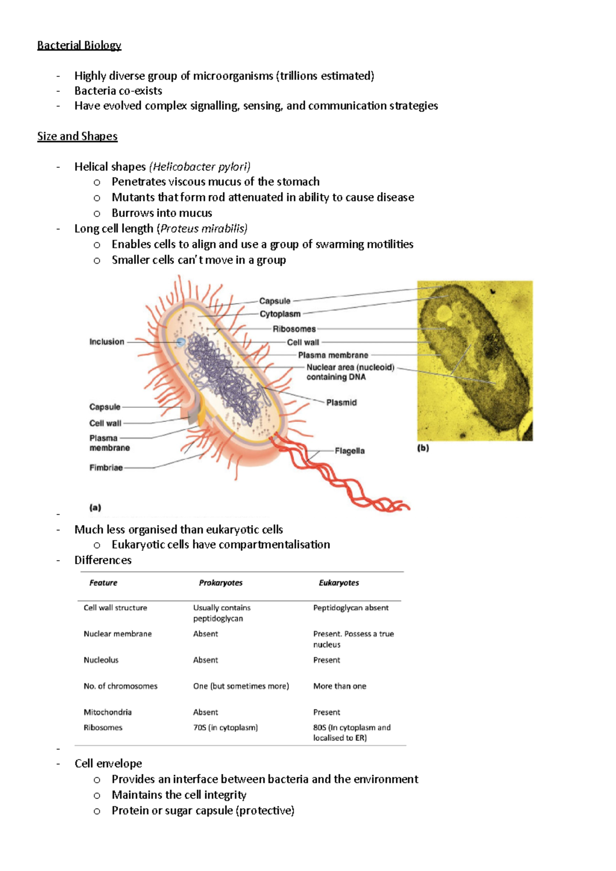 Bacterial Biology - Bacterial Biology Highly diverse group of ...