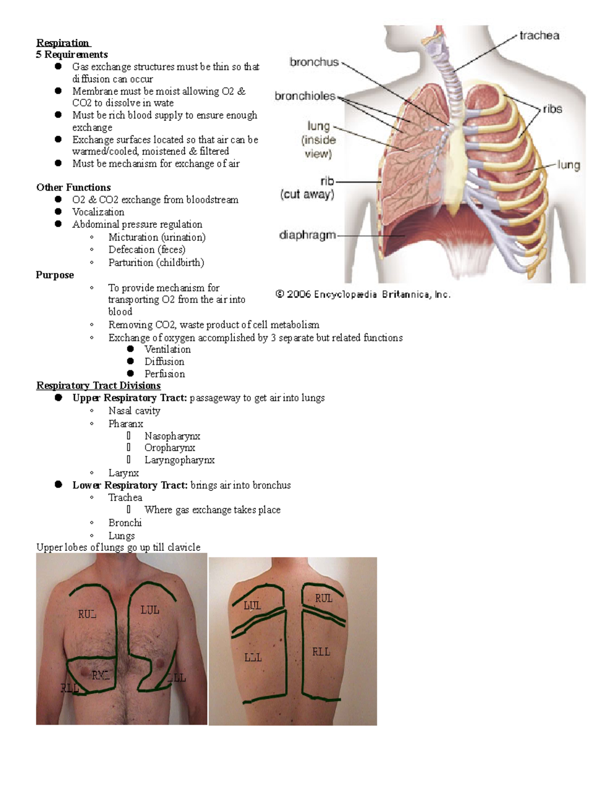 Respiration - Lecture notes 19 - Respiration 5 Requirements Gas ...