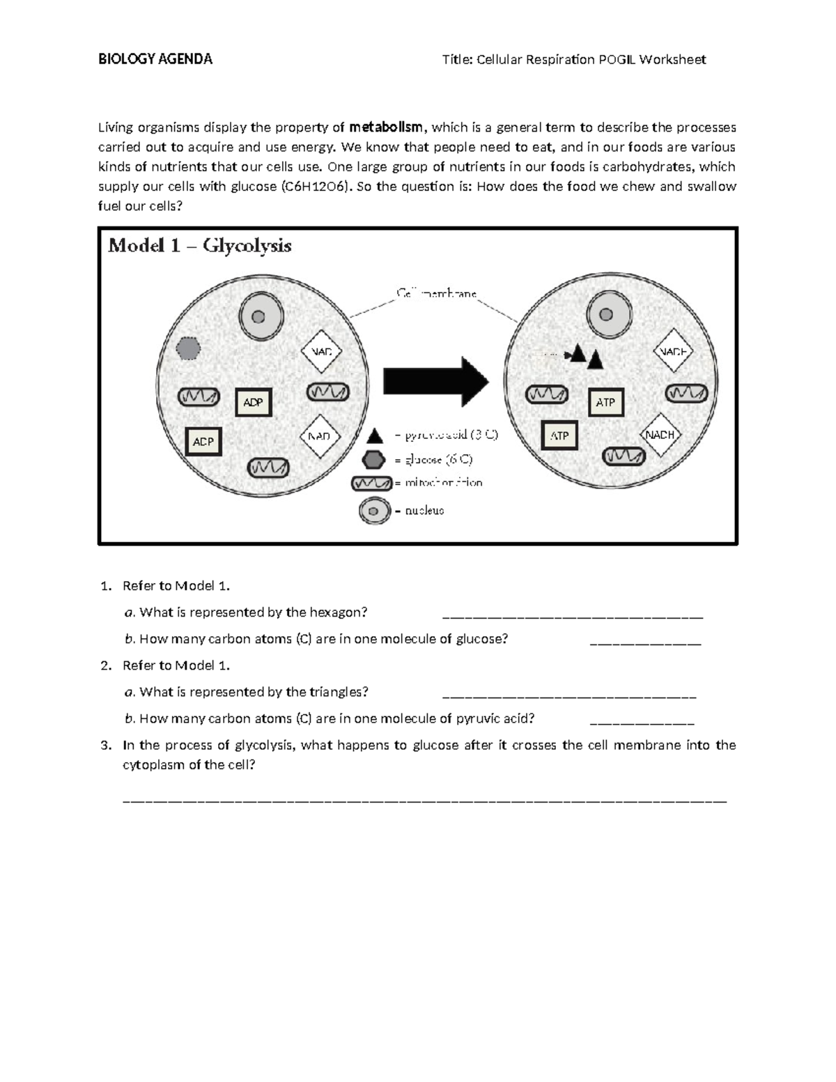 9.3 Cellular Respiration Pogil Worksheet - Living organisms display the ...