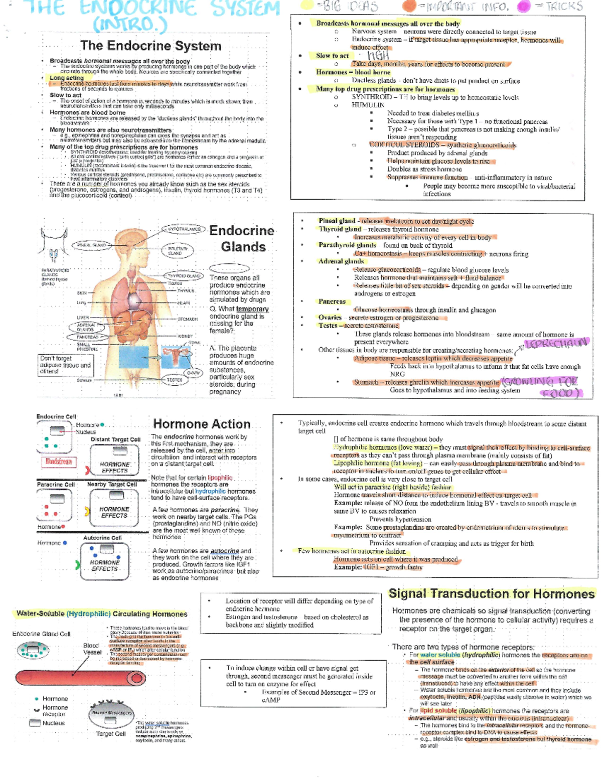 W12, L22- Introduction to Endocrine System - Nursing 2Nn3 - Studocu