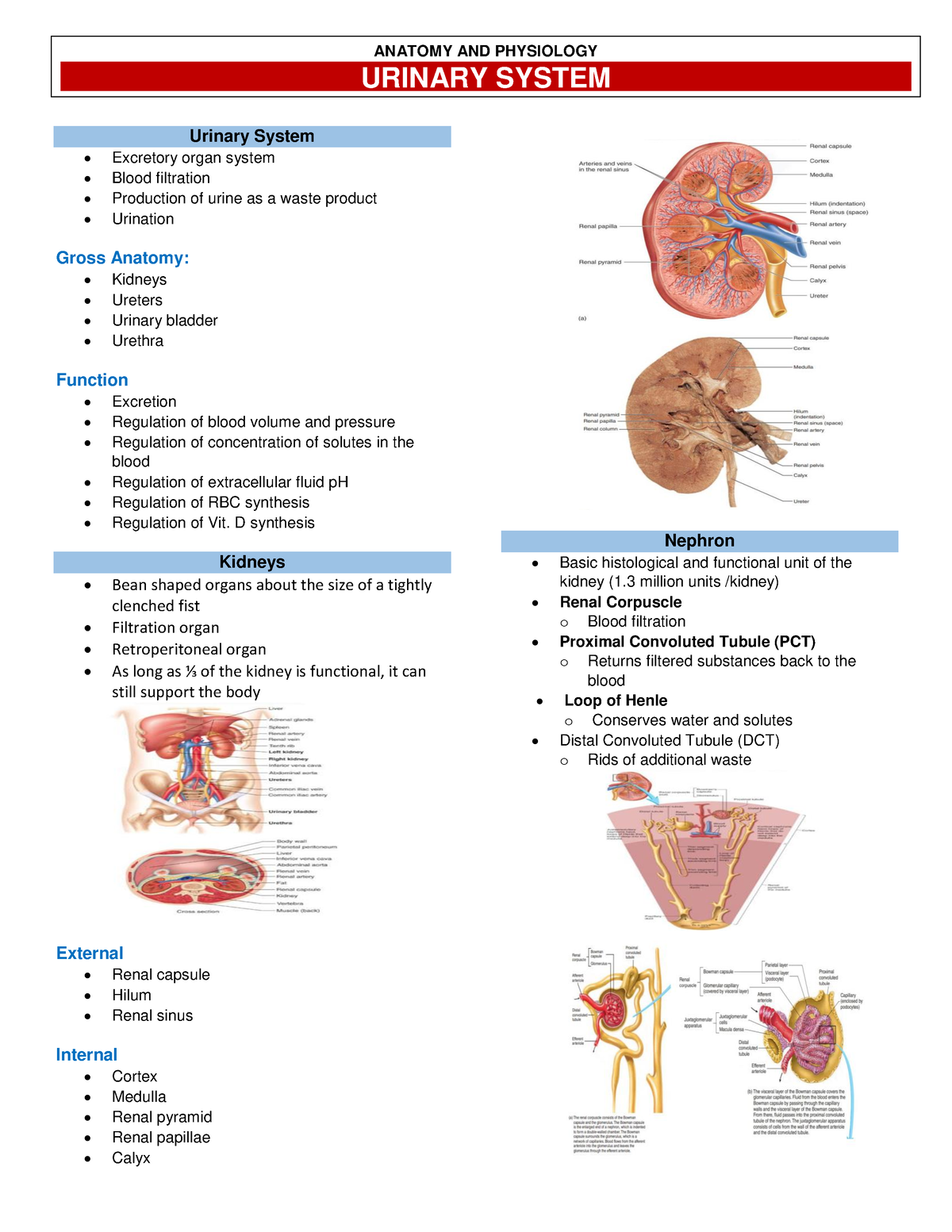 Urinary System - ANAPHY - Urinary System Excretory organ system Blood ...