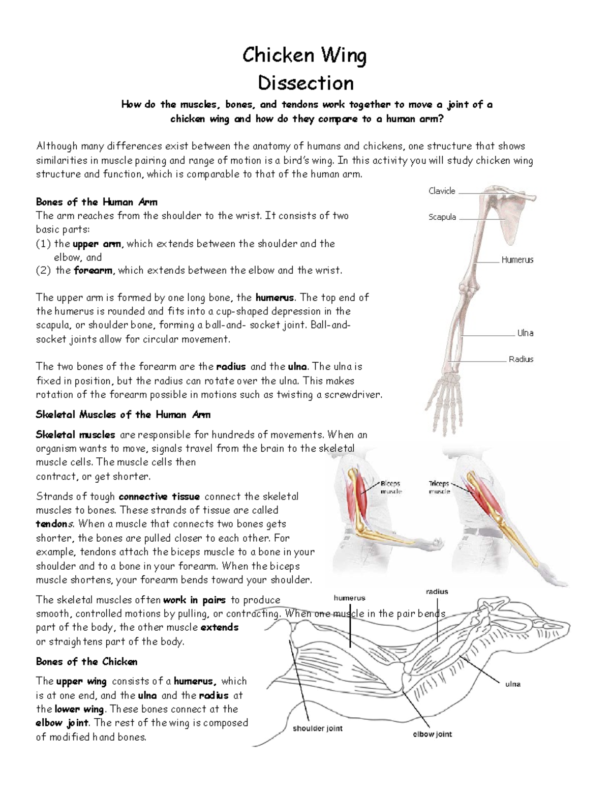 Chicken Wing Dissection - Chicken Wing Dissection How do the muscles ...