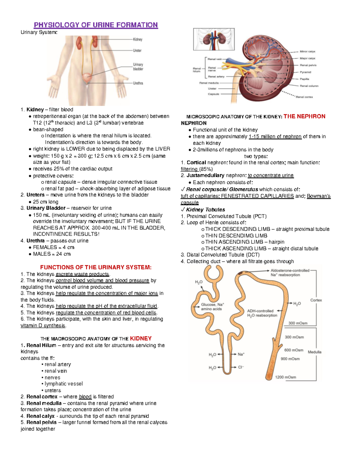 Physiology OF Urine Formation - PHYSIOLOGY OF URINE FORMATION Urinary ...