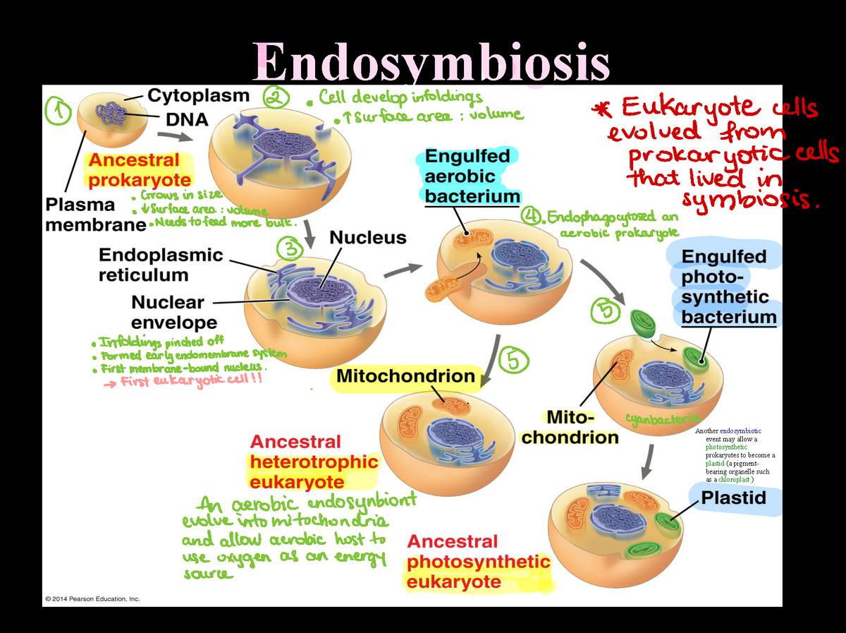 Biol 231 Endosymbiosis and Fungi - ####### Endosymbiosis Another ...