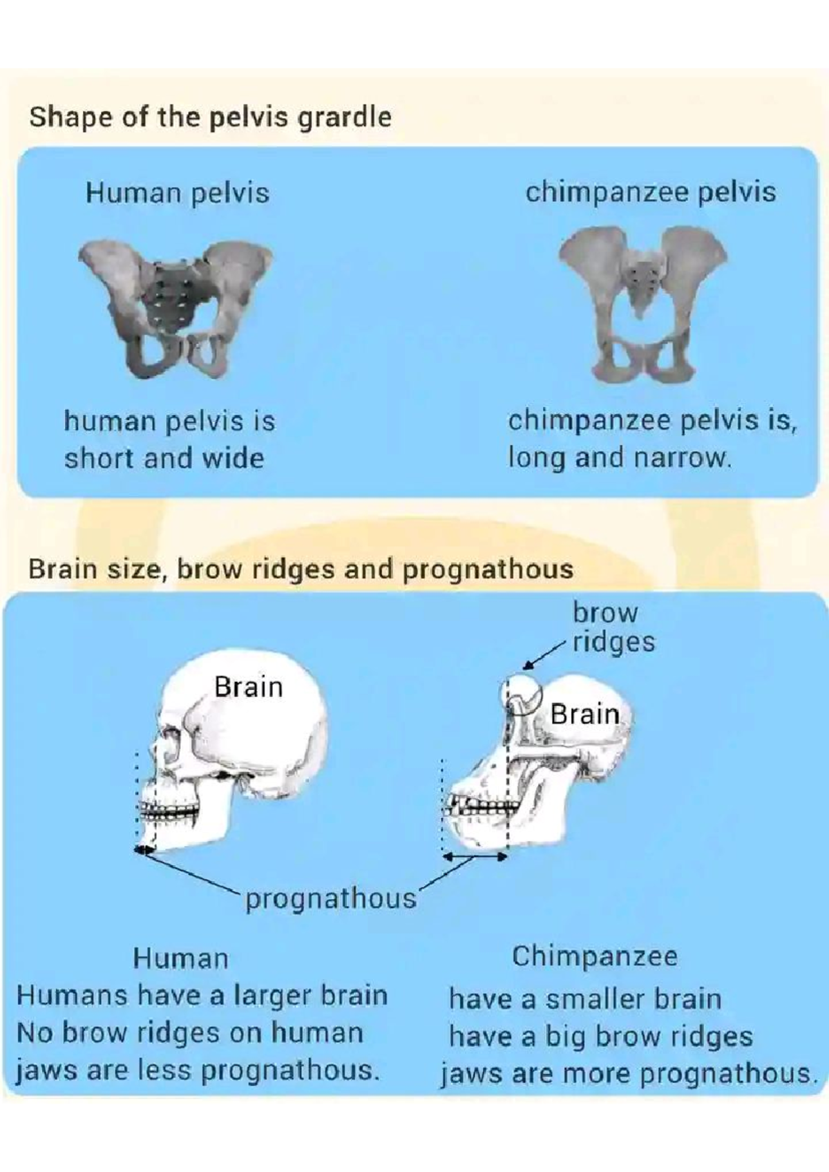 Differences - Learn more about evolution - Shape of the pelvis grardle ...