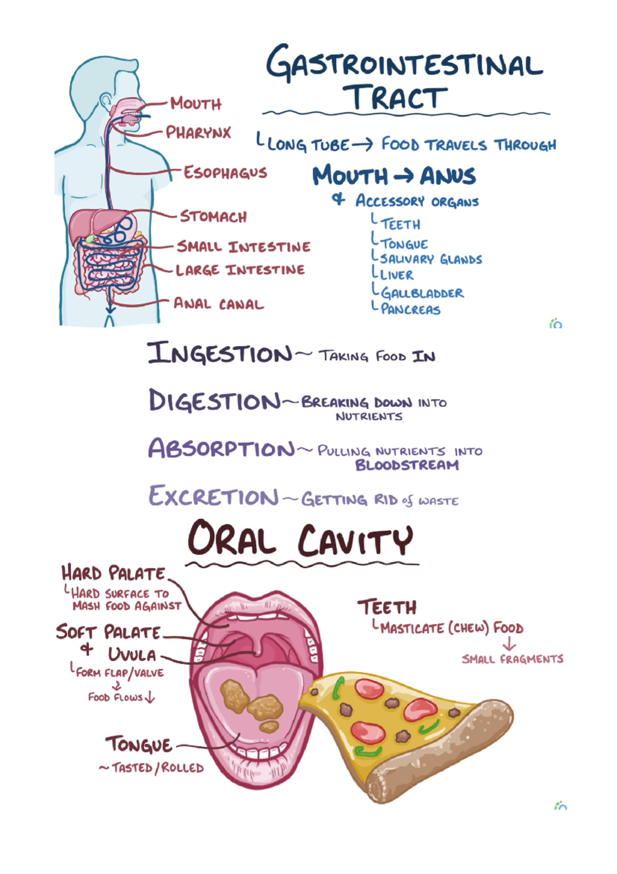 Learning unit 1: Functional anatomy of the digestive tract - The ...