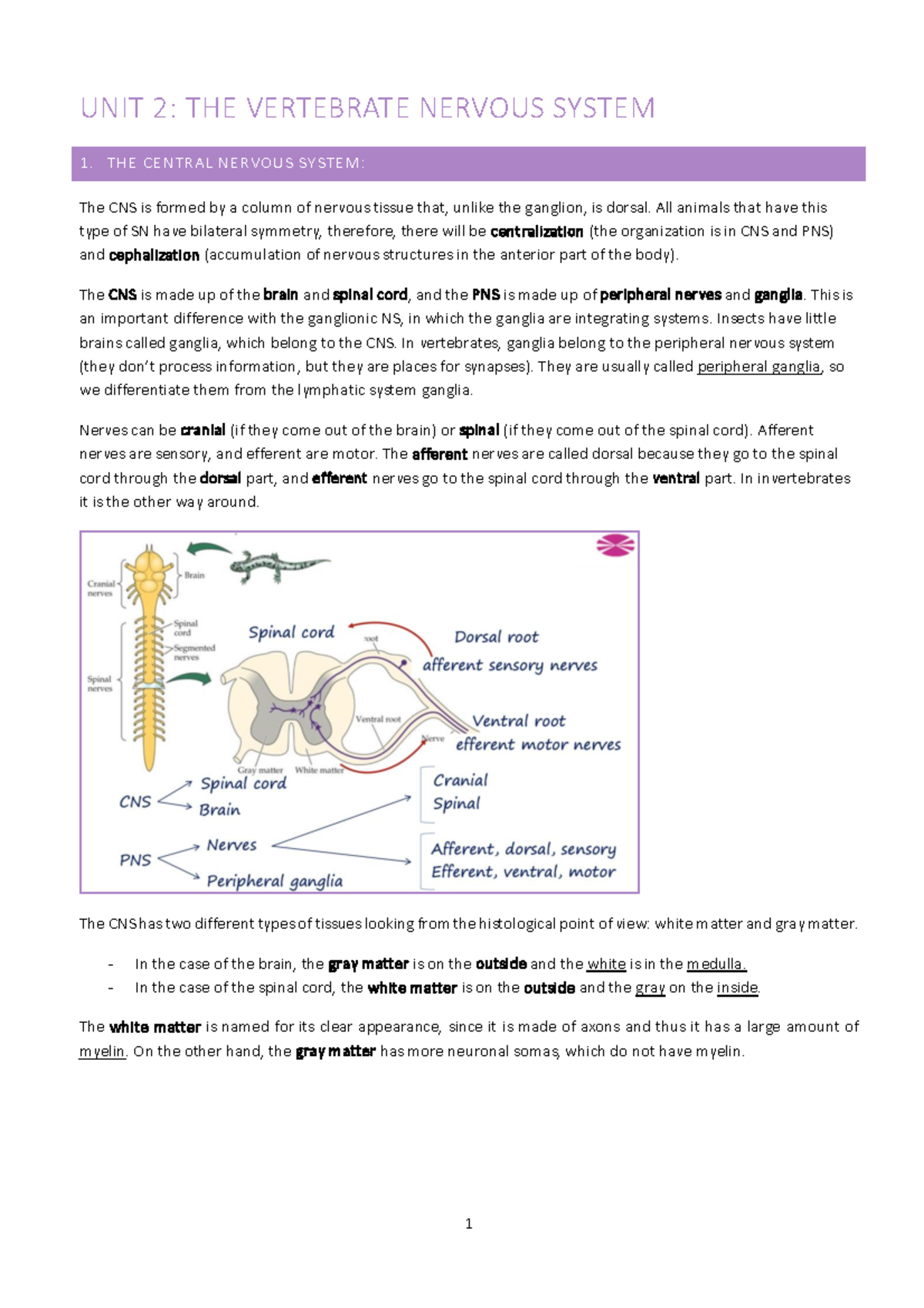 Unit 2. Structure of the vertebrate nervous system - UNIT 2: THE ...