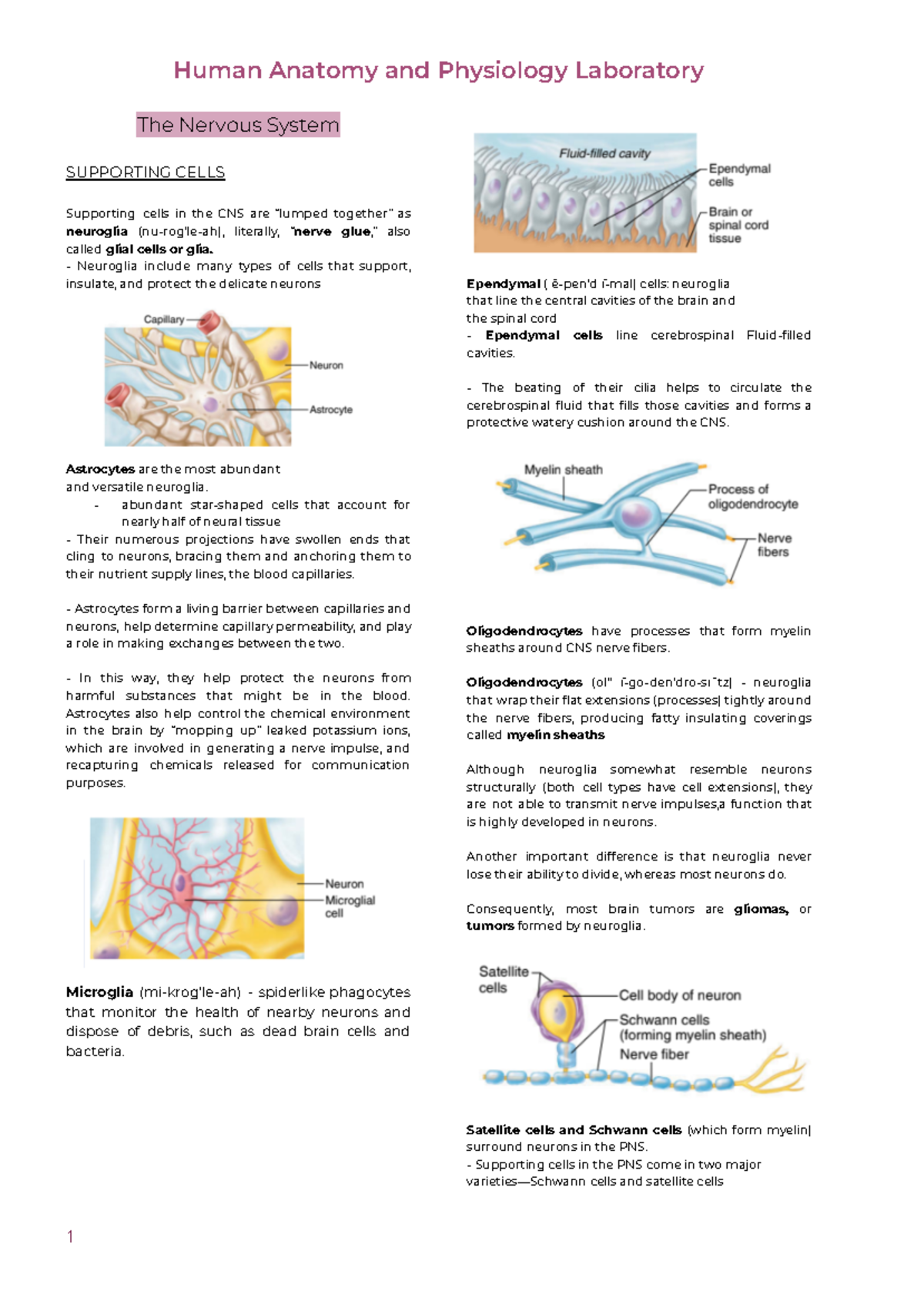 Nervous-system - The Nervous System SUPPORTING CELLS Supporting cells ...