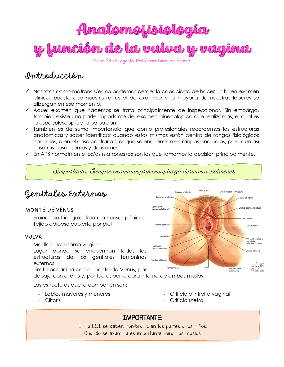 Fisiobelle  Fisioterapia Especilizada on Instagram: ¿Vulva o vagina ?🤔  Sabias que la vulva y vagina NO son lo mismo….🌺 Muchas veces platicando en  consulta vemos que aún no conocemos la diferencia