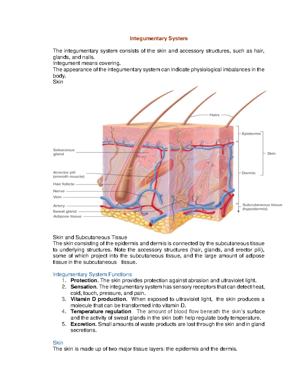 Chapter 5 Integumentary System - Integumentary System The integumentary ...